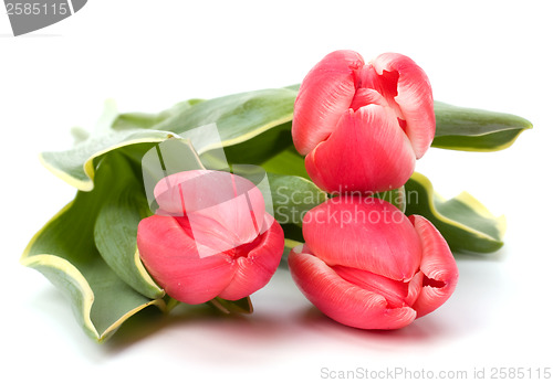 Image of tulips  isolated on white background