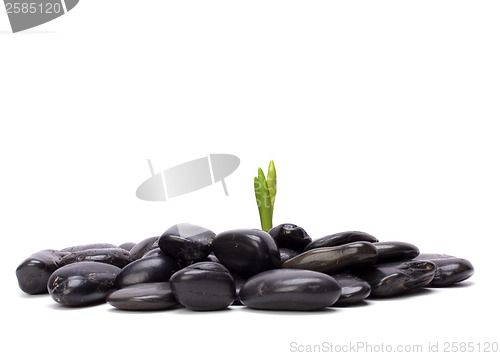 Image of grass and stones isolated on white background