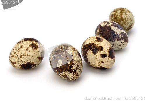 Image of quail eggs