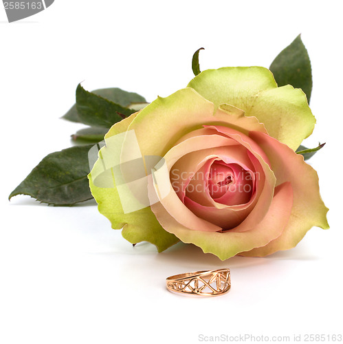 Image of Beautiful rose with wedding ring  isolated on white background 