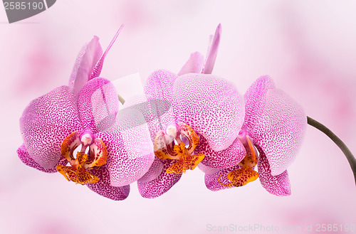 Image of beautiful orchid on pink blured background