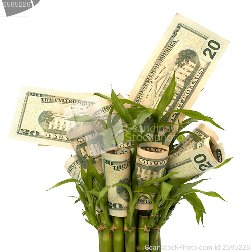 Image of Money growing concept