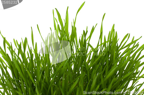 Image of grass isolated on white background