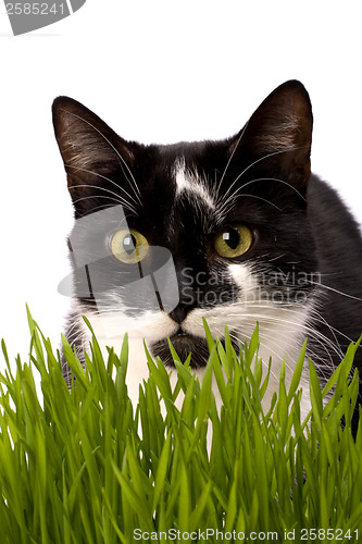 Image of cat in grass isolated on white background