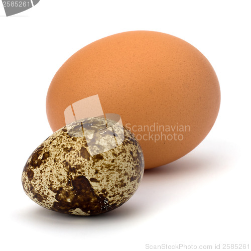 Image of quail and hen's eggs 