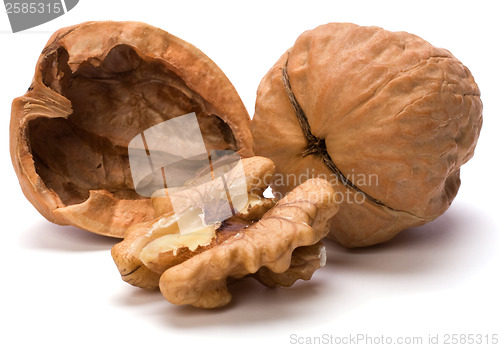 Image of walnut