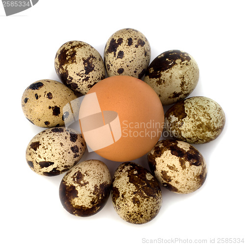 Image of quail and hen's eggs 