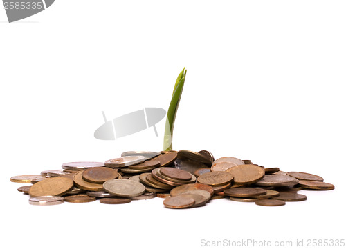 Image of Money sprouts.  Business concept