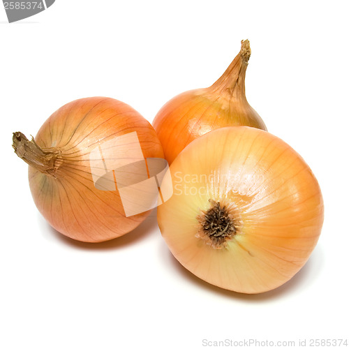 Image of onion isolated on white background