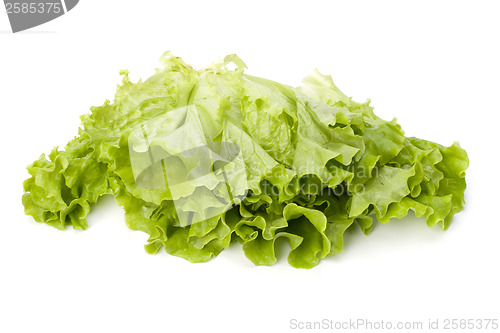 Image of Lettuce salad isolated on white background