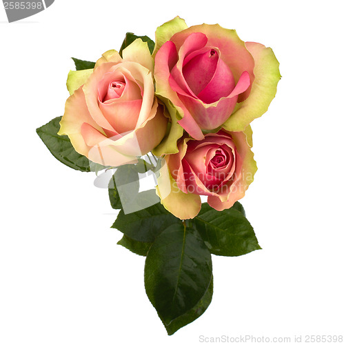 Image of Beautiful roses   isolated on white background 