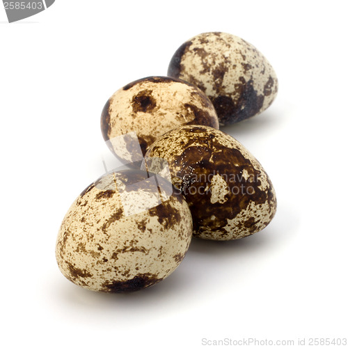 Image of quail eggs