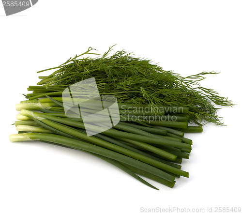 Image of dill and young onion isolated on white background