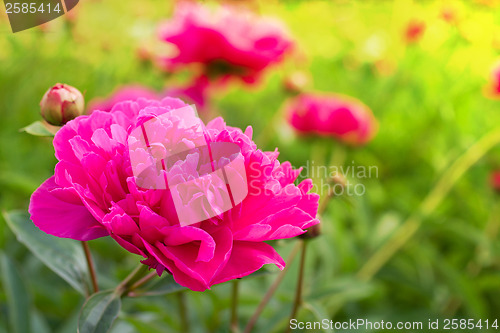 Image of Beautiful peonies