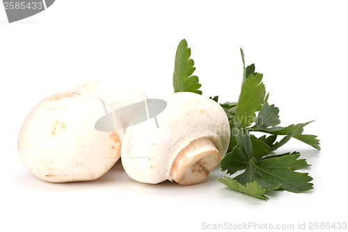 Image of Champignons isolated on white background