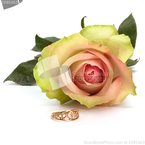 Image of Beautiful rose with wedding ring  isolated on white background 