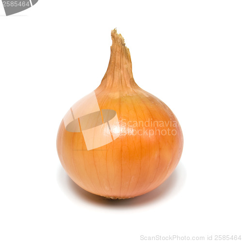 Image of onion isolated on white background