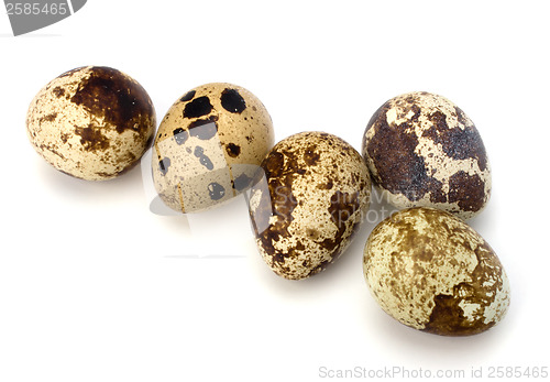 Image of quail eggs