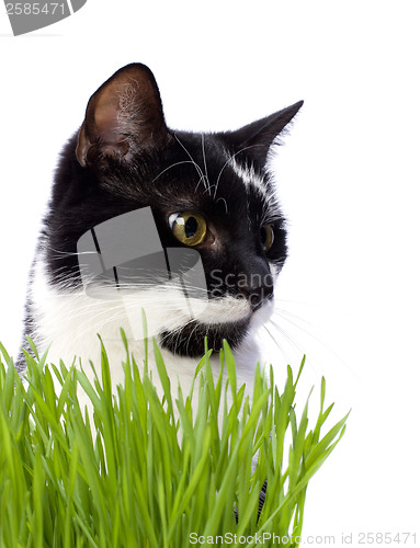 Image of cat in grass isolated on white background