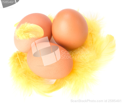 Image of Eggs and feather isolated on white background. Easter decor.