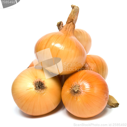 Image of onion isolated on white background