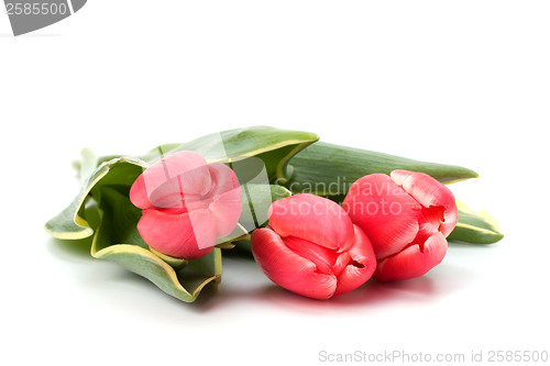 Image of tulips  isolated on white background