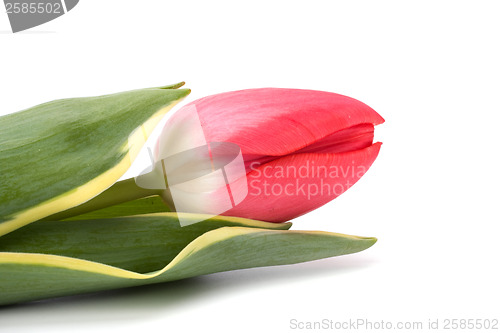 Image of tulips  isolated on white background