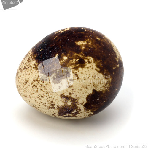 Image of quail egg