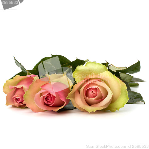 Image of Beautiful roses isolated on white background 
