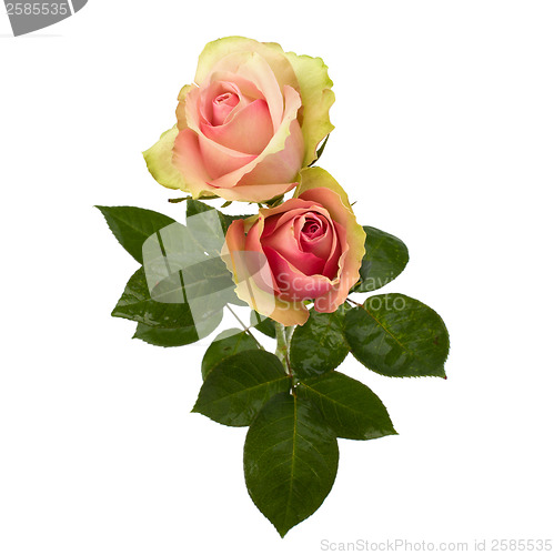 Image of Beautiful roses   isolated on white background 