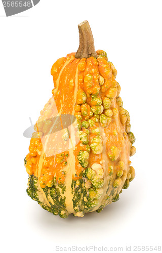 Image of Decorative pumpkin 