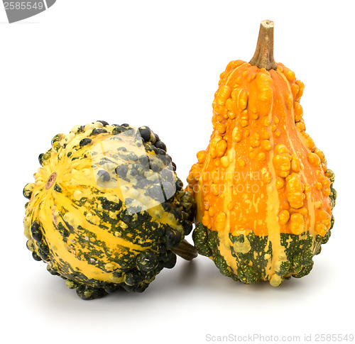 Image of Decorative pumpkin 