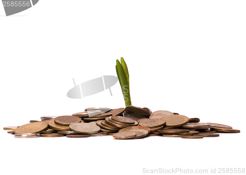 Image of Money sprouts.  Business concept