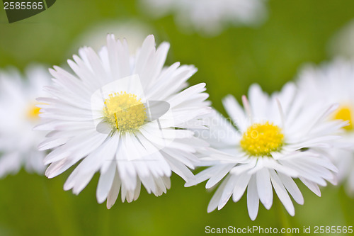 Image of Beautiful daisies 