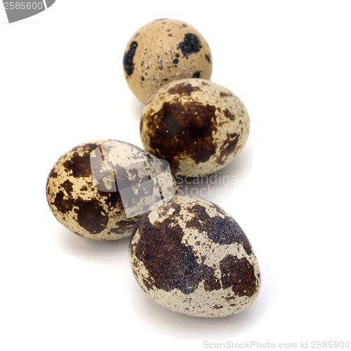 Image of quail eggs