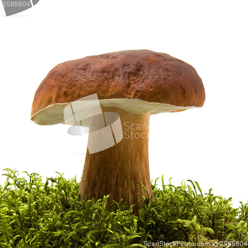 Image of mushroom isolated on white