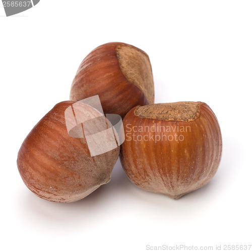 Image of hazelnuts isolated on white background