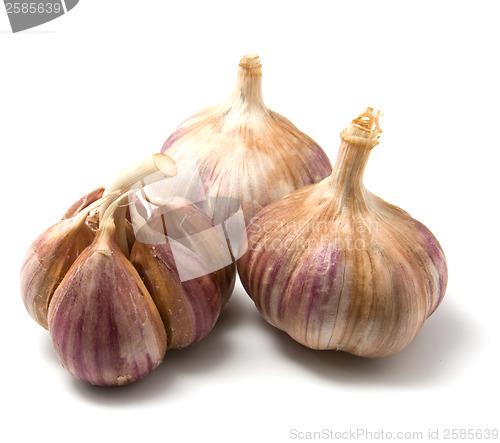 Image of garlic isolated on white