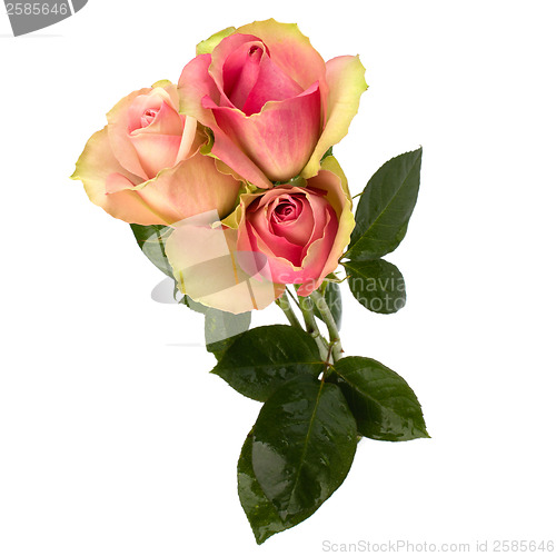 Image of Beautiful roses   isolated on white background 