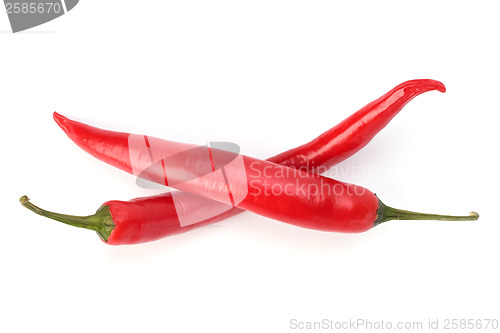 Image of Chili pepper isolated on white background