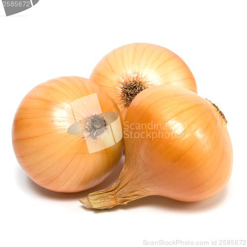 Image of onion isolated on white background