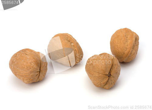 Image of Circassian walnut isolated on the white background 