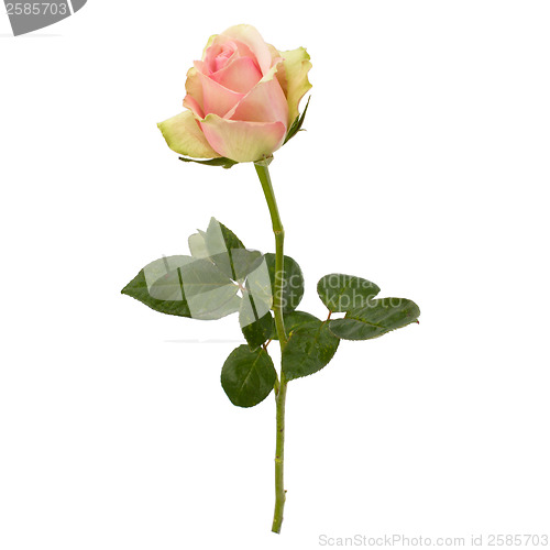 Image of Beautiful rose   isolated on white background 