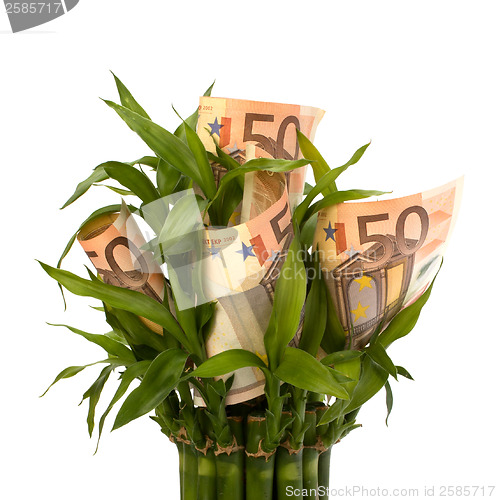 Image of Money growing concept