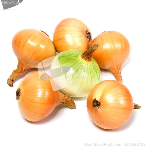 Image of onion isolated on white background