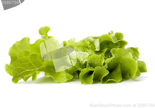 Image of Lettuce salad isolated on white background