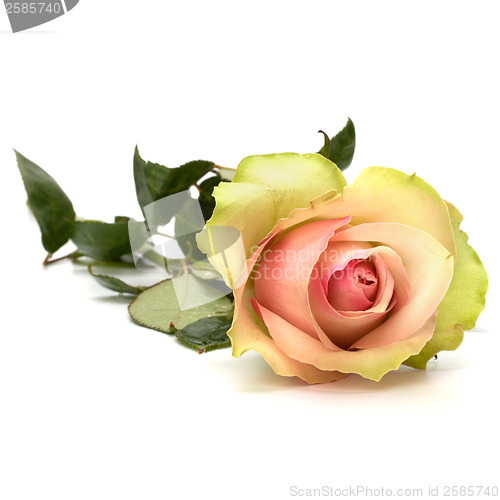 Image of Beautiful rose isolated on white background 