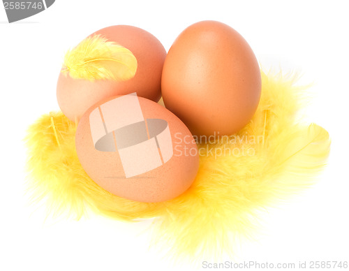 Image of Eggs and feather isolated on white background. Easter decor.