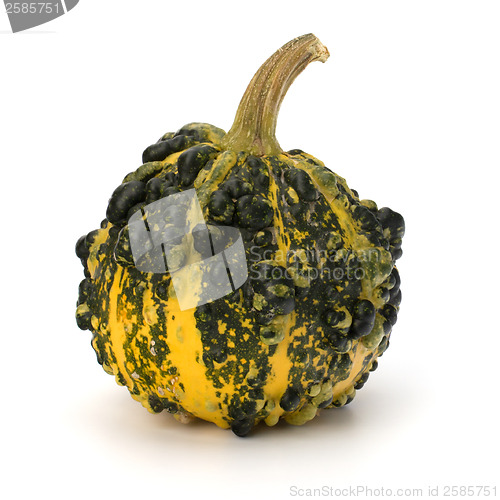 Image of Decorative pumpkin 