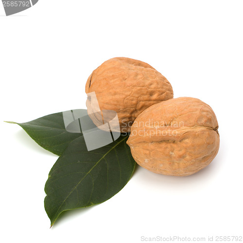 Image of  walnut 